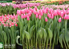 Tulipa Milkshake ® (2)